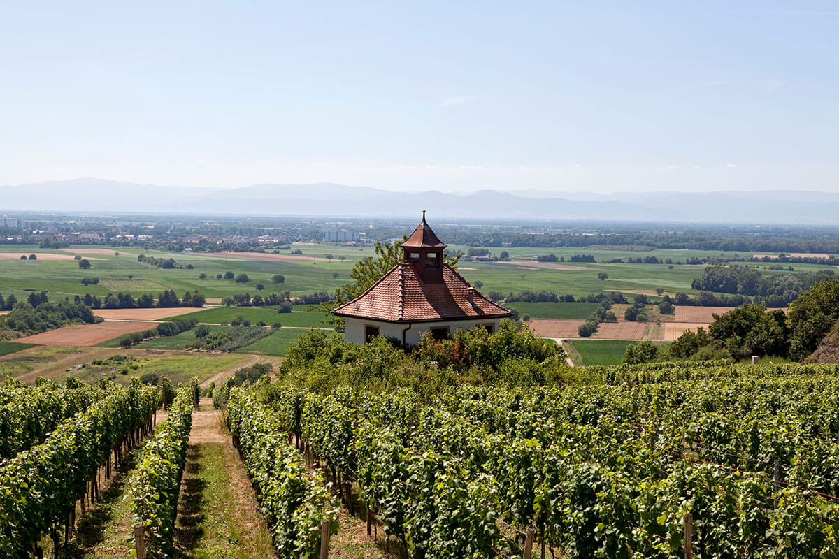 A house among the vines ni Germany's Wine Growing Region Baden