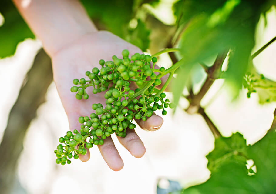 Photo of a hand looking at a bunch of german white wine grapes, pruning in the summer