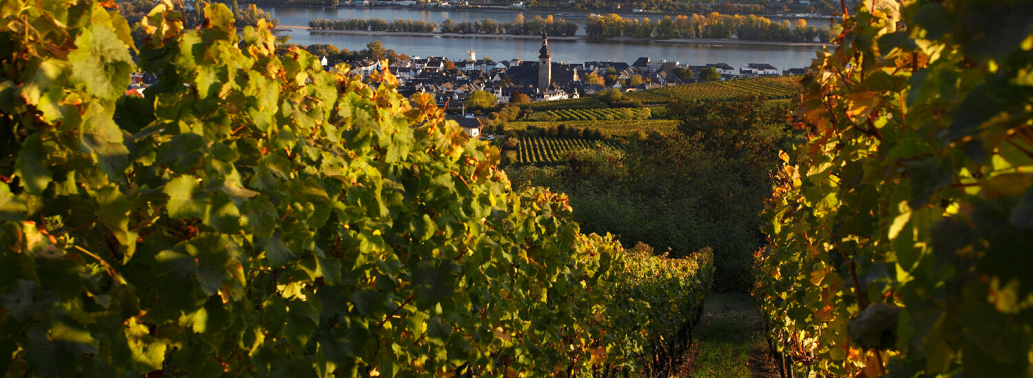 Rheingau German Wines USA