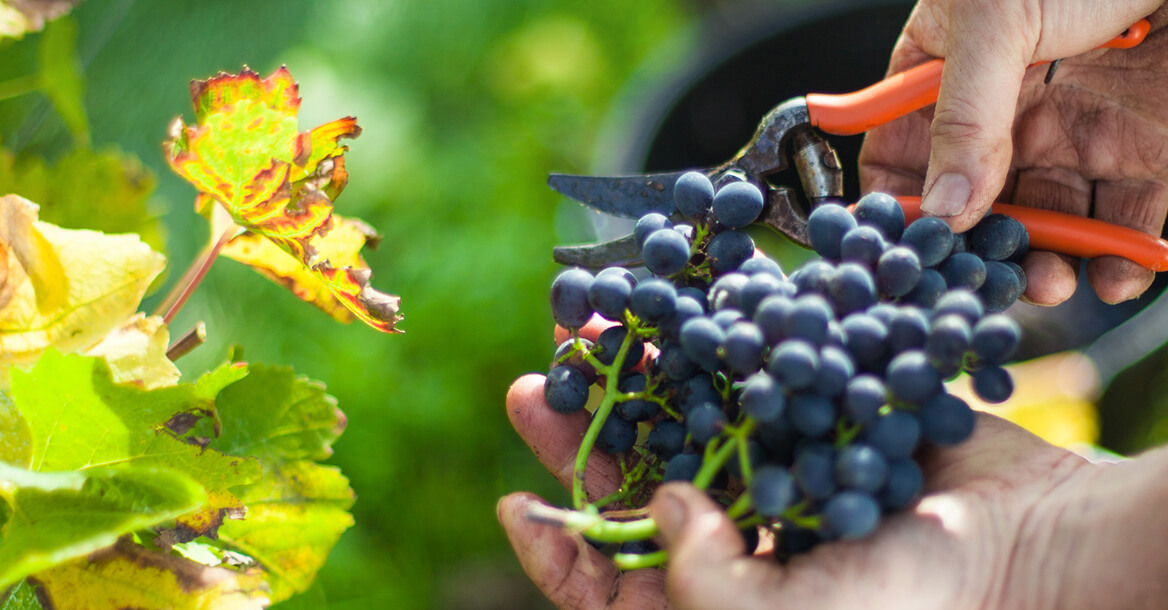 Perfect Picks: Main Grape Harvest Underway In Germany