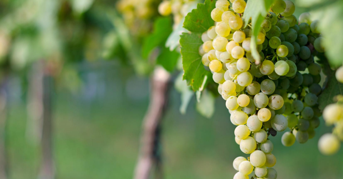 2020 Harvest Update: First Grapes Picked in Germany at Record Ripeness