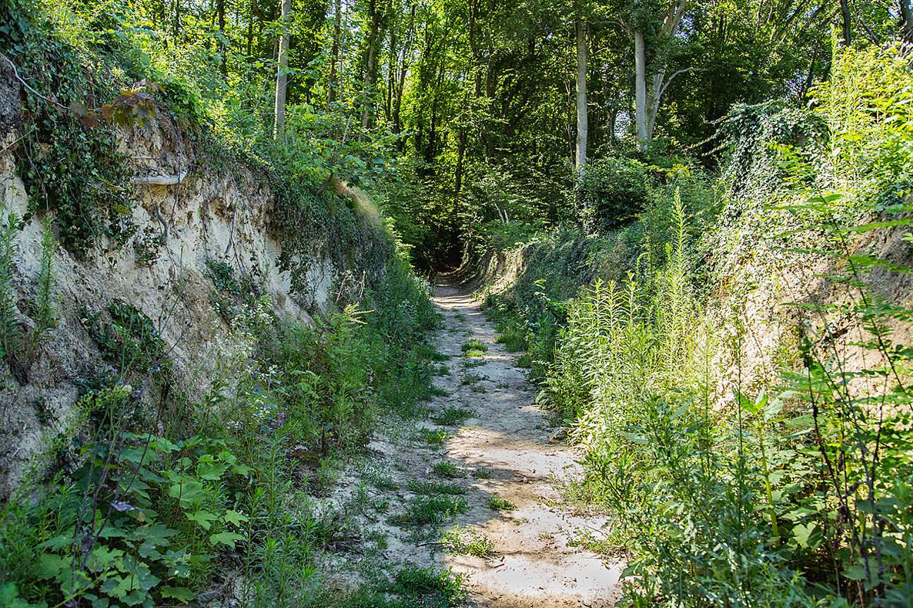 Kaiserstühl Loess Hollow Trails in Baden, Germany