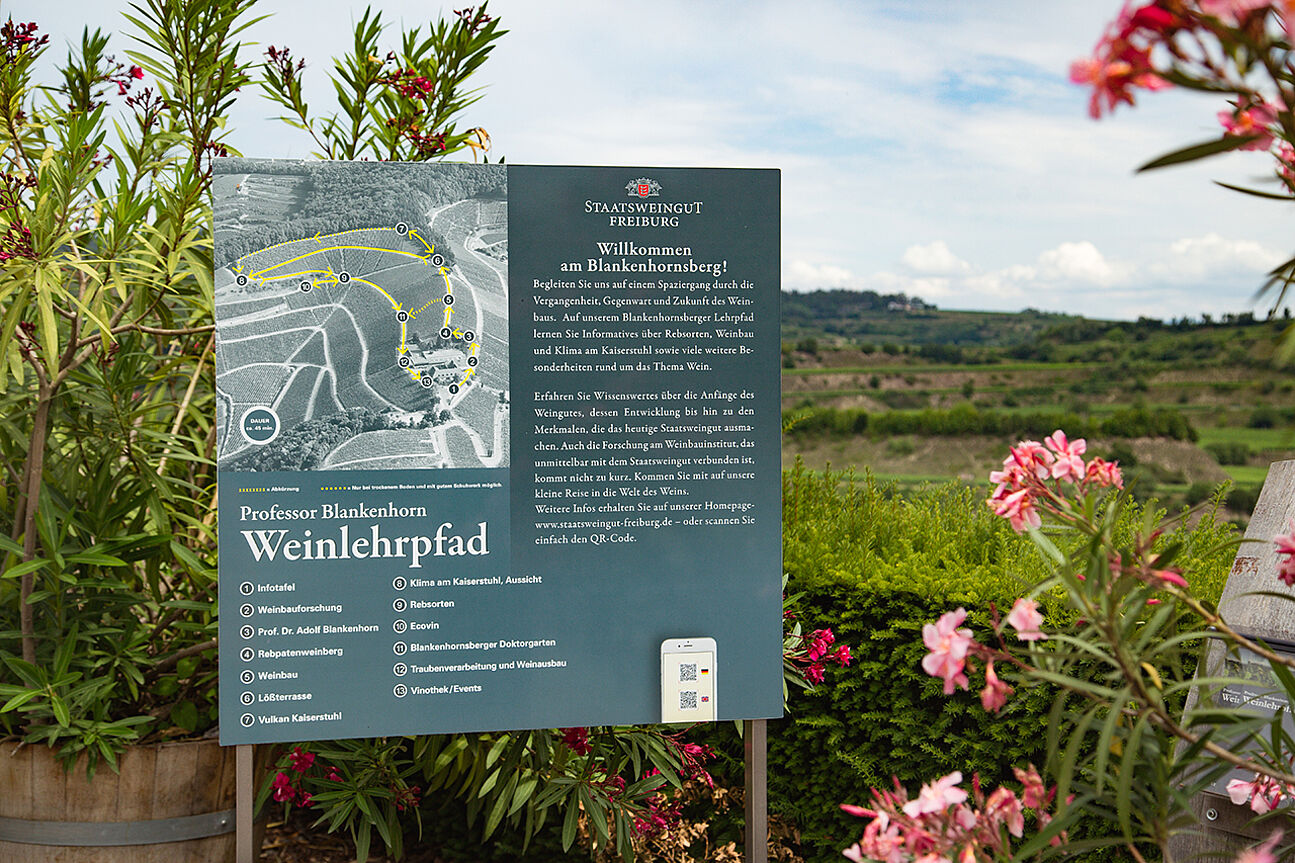 Information sign at Professor Blankenhorn Wine Trail of the Staatsweinguts Freiburg