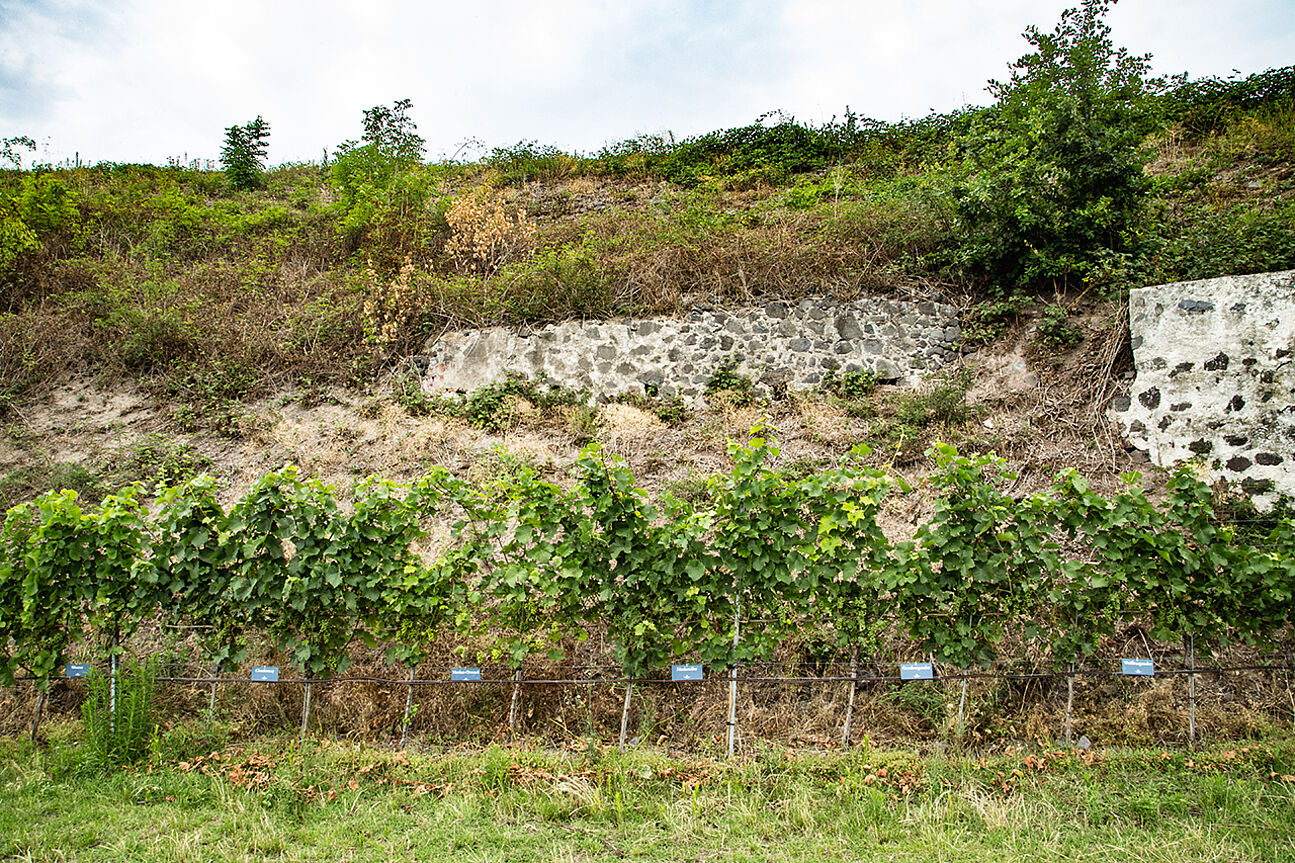 Vines along Professor Blankenhorn Wine Trail of the Staatsweinguts Freiburg
