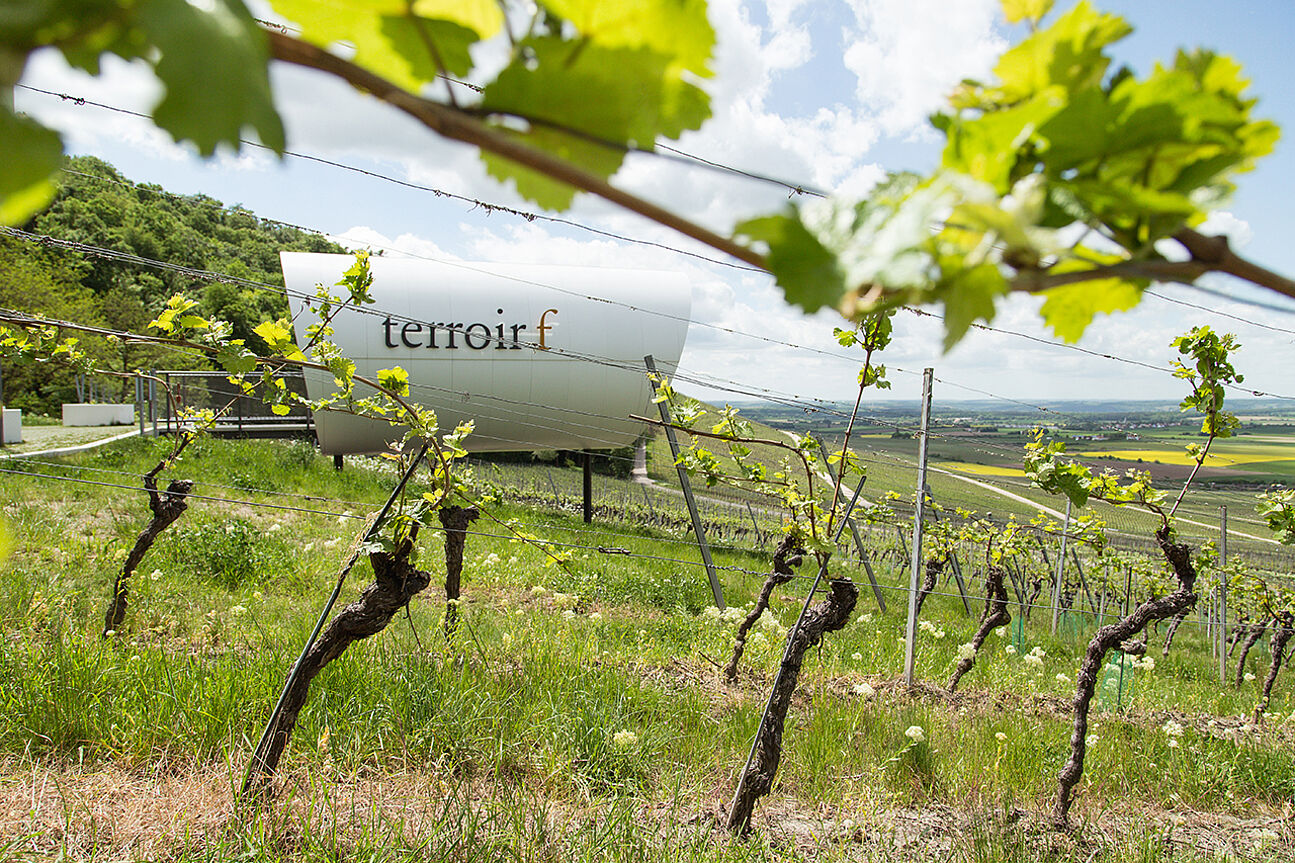 View of the terroir f cylinder through vines at Rödelsee