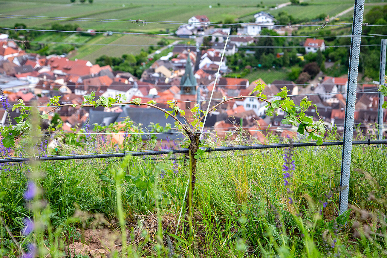 Wingertsberg Vineyard over St. Martin in Pfalz, Germany