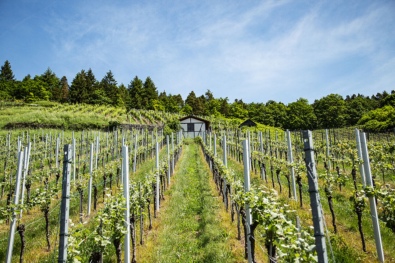 Geigersberg vineyard in Württemberg, Germany