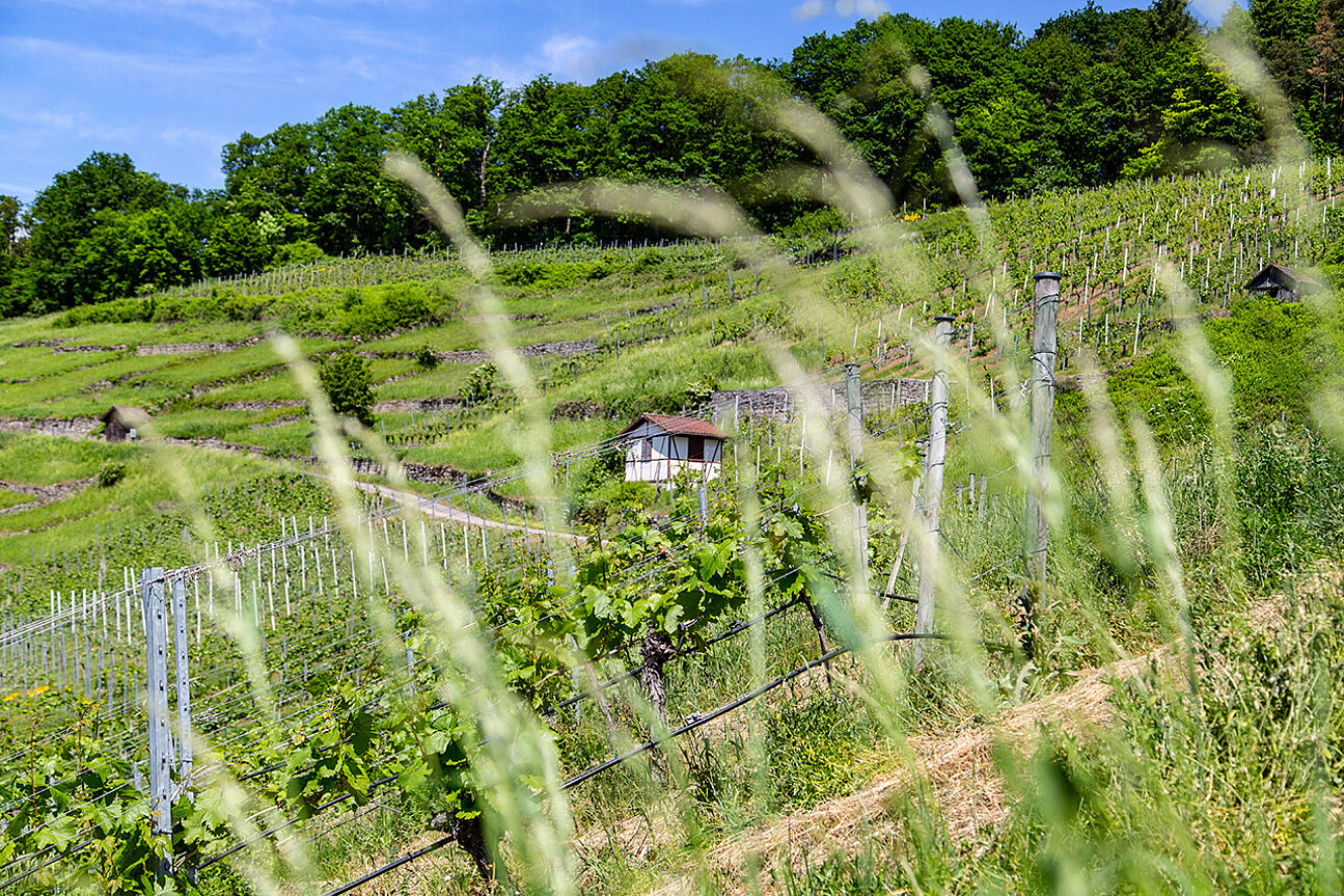Geigersberg vineyard in Württemberg, Germany