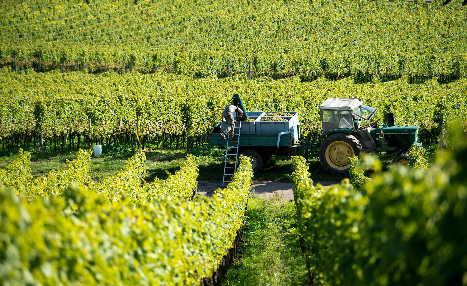 Good Conditions For The German 2023 Vintage German Wines USA
